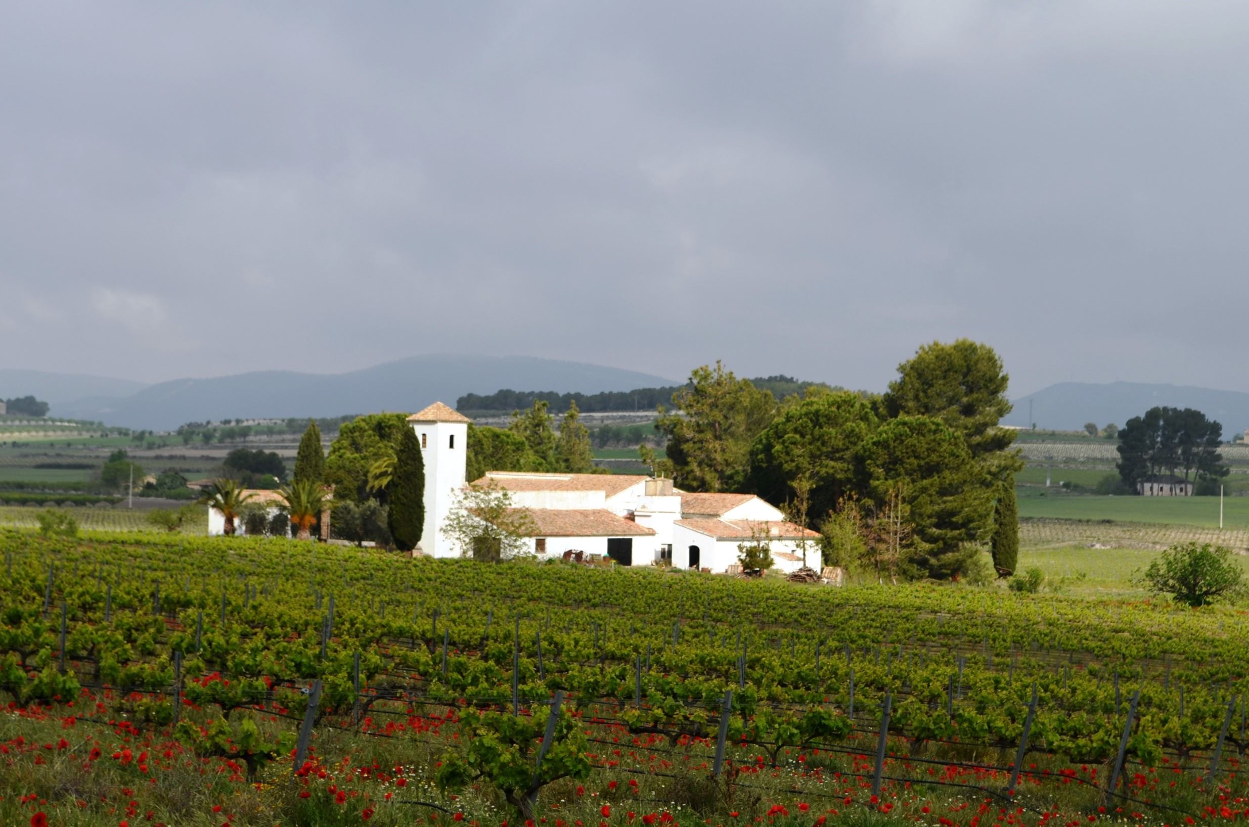 Vineyards in Terres dels Alforins.