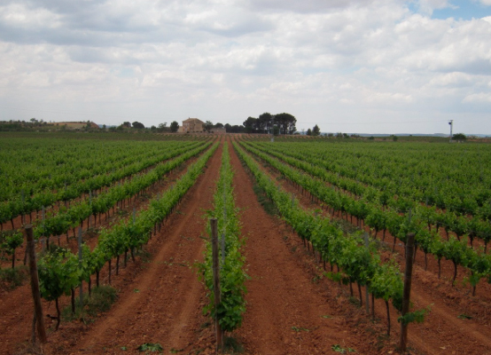 Vineyars in Wine Tours